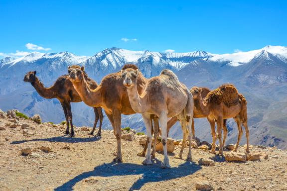 From the Atlas to the desert: eight days through Morocco’s kasbahs, oases and night skies